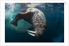 Underwater View of Walrus, Hudson Bay, Nunavut, Canada by Anonymous