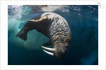 Underwater View of Walrus, Hudson Bay, Nunavut, Canada by Anonymous
