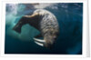 Underwater View of Walrus, Hudson Bay, Nunavut, Canada by Anonymous
