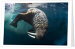 Underwater View of Walrus, Hudson Bay, Nunavut, Canada by Anonymous