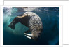 Underwater View of Walrus, Hudson Bay, Nunavut, Canada by Anonymous