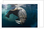 Underwater View of Walrus, Hudson Bay, Nunavut, Canada by Anonymous