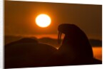 Walrus, Hudson Bay, Nunavut, Canada by Anonymous