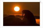Walrus, Hudson Bay, Nunavut, Canada by Anonymous