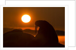 Walrus, Hudson Bay, Nunavut, Canada by Anonymous