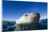 Polar Bear, Nunavut, Canada by Anonymous