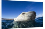 Polar Bear, Nunavut, Canada by Anonymous