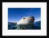 Polar Bear, Nunavut, Canada by Anonymous