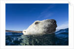 Polar Bear, Nunavut, Canada by Anonymous