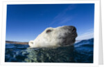 Polar Bear, Nunavut, Canada by Anonymous