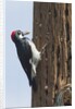 Acorn Woodpecker with acorn in its bill by Anonymous