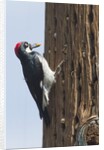 Acorn Woodpecker with acorn in its bill by Anonymous