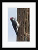 Acorn Woodpecker with acorn in its bill by Anonymous