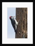 Acorn Woodpecker with acorn in its bill by Anonymous
