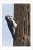 Acorn Woodpecker with acorn in its bill by Anonymous