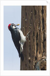 Acorn Woodpecker with acorn in its bill by Anonymous