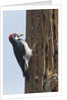 Acorn Woodpecker with acorn in its bill by Anonymous