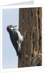 Acorn Woodpecker with acorn in its bill by Anonymous