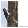 Acorn Woodpecker with acorn in its bill by Anonymous