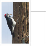 Acorn Woodpecker with acorn in its bill by Anonymous