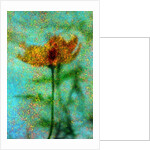 Yellow Flower. by Anonymous