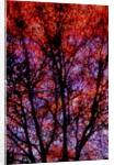 Nature by Anonymous