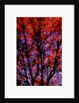 Nature by Anonymous