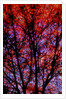 Nature by Anonymous
