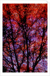 Nature by Anonymous