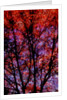 Nature by Anonymous