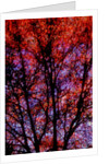Nature by Anonymous