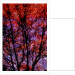 Nature by Anonymous