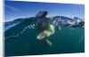 Polar Bear, Hudson Bay, Nunavut, Canada by Anonymous