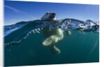 Polar Bear, Hudson Bay, Nunavut, Canada by Anonymous