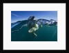 Polar Bear, Hudson Bay, Nunavut, Canada by Anonymous