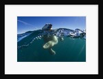 Polar Bear, Hudson Bay, Nunavut, Canada by Anonymous