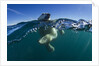 Polar Bear, Hudson Bay, Nunavut, Canada by Anonymous