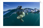 Polar Bear, Hudson Bay, Nunavut, Canada by Anonymous
