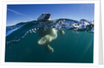 Polar Bear, Hudson Bay, Nunavut, Canada by Anonymous