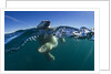 Polar Bear, Hudson Bay, Nunavut, Canada by Anonymous
