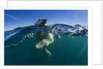 Polar Bear, Hudson Bay, Nunavut, Canada by Anonymous