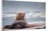 Polar Bear Feeding on Walrus, Hudson Bay, Nunavut, Canada by Anonymous