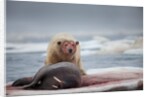 Polar Bear Feeding on Walrus, Hudson Bay, Nunavut, Canada by Anonymous