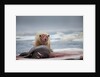 Polar Bear Feeding on Walrus, Hudson Bay, Nunavut, Canada by Anonymous