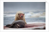 Polar Bear Feeding on Walrus, Hudson Bay, Nunavut, Canada by Anonymous