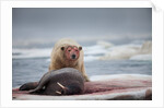 Polar Bear Feeding on Walrus, Hudson Bay, Nunavut, Canada by Anonymous