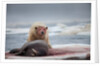 Polar Bear Feeding on Walrus, Hudson Bay, Nunavut, Canada by Anonymous