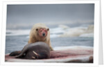 Polar Bear Feeding on Walrus, Hudson Bay, Nunavut, Canada by Anonymous