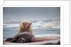 Polar Bear Feeding on Walrus, Hudson Bay, Nunavut, Canada by Anonymous