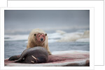Polar Bear Feeding on Walrus, Hudson Bay, Nunavut, Canada by Anonymous